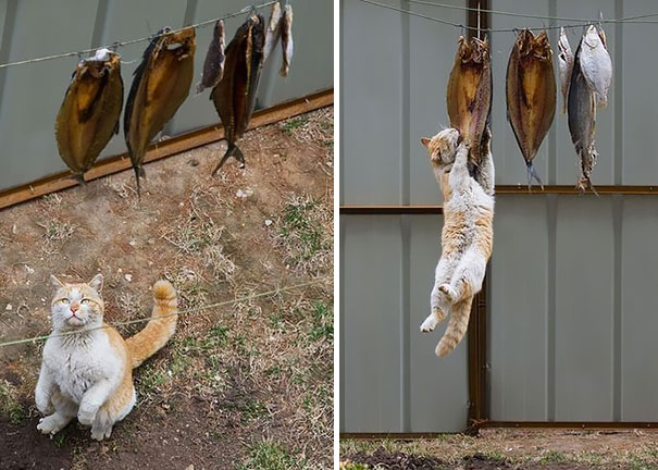 perierga.gr - Απίθανες γάτες, κλέφτες φαγητού!