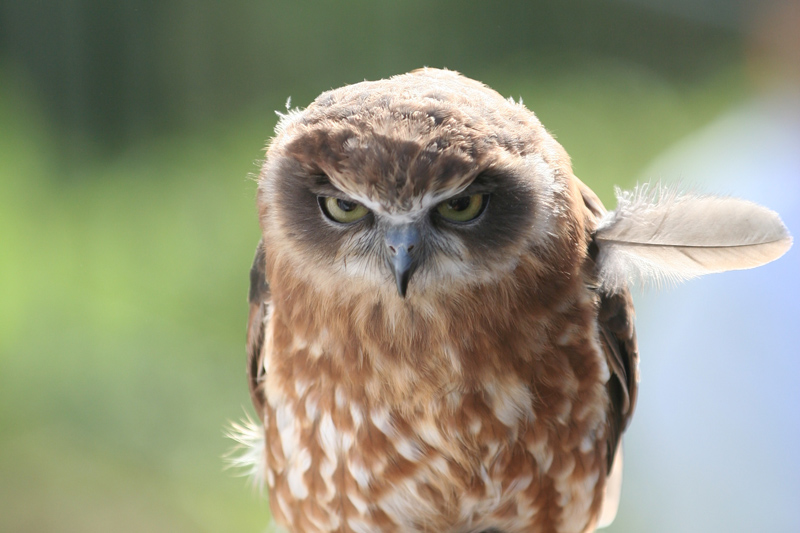 angry-owl-feather-sticking-out