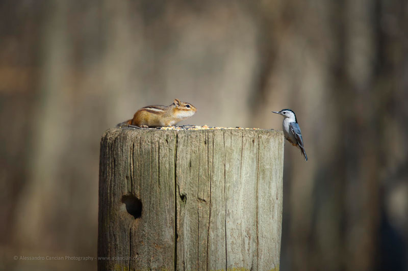 bird-chipmunk-meet-standoff