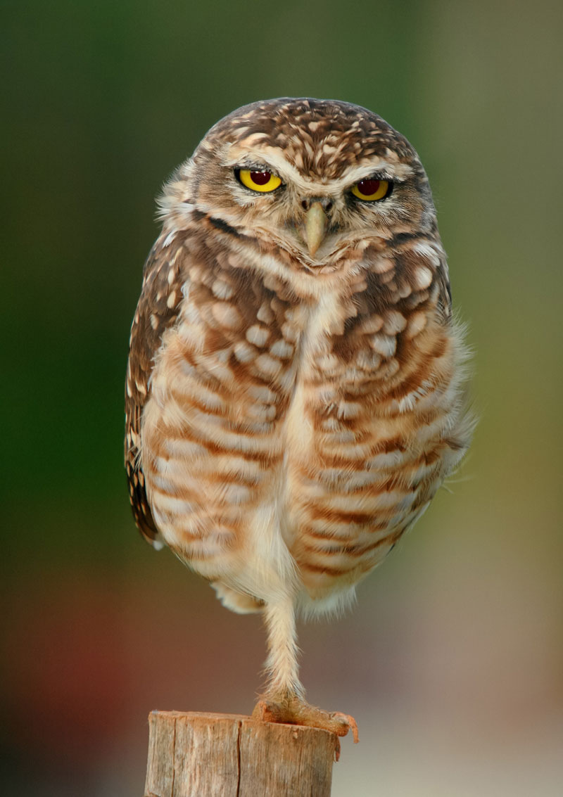 owl-standing-on-one-foot