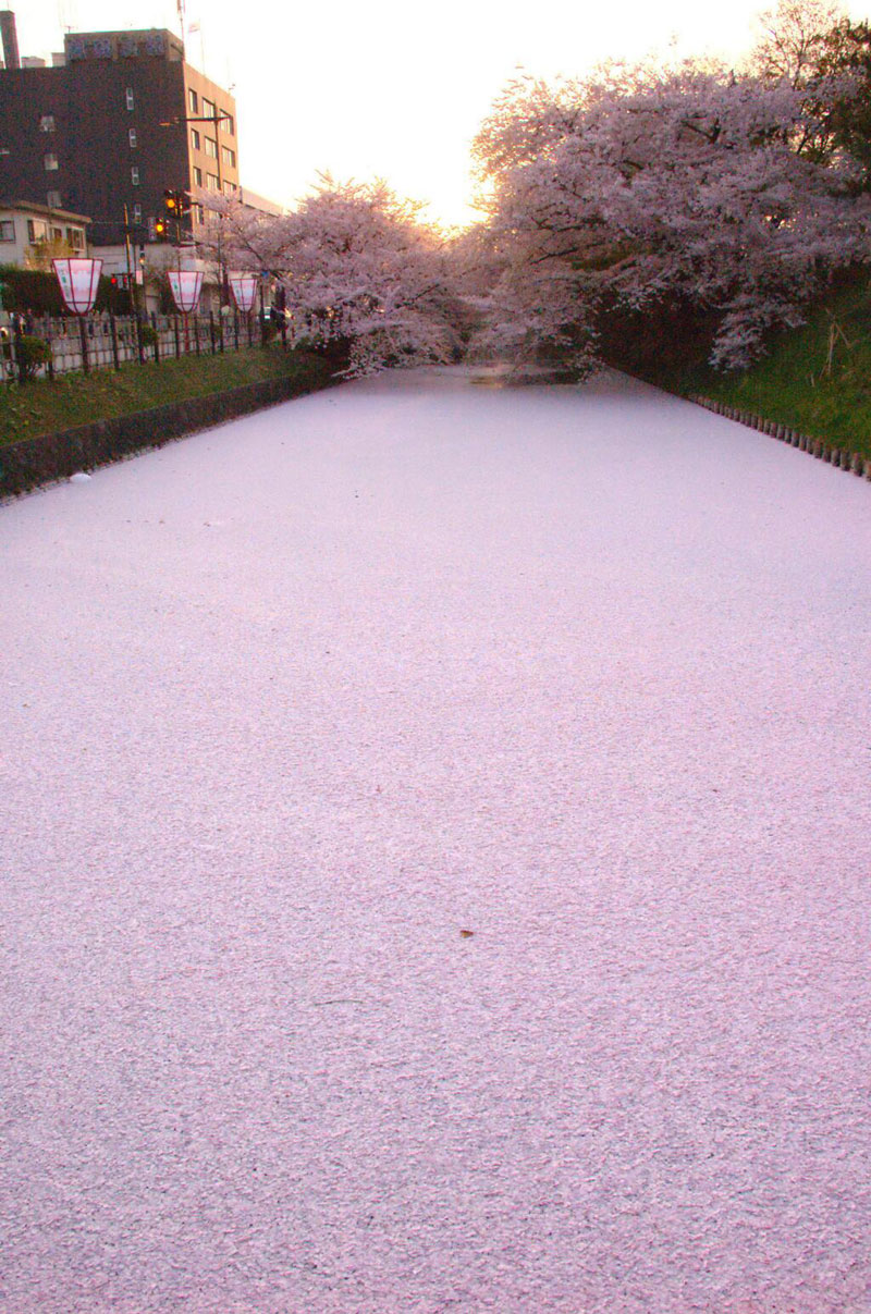 sea-of-cherry-blossom-petals-japan