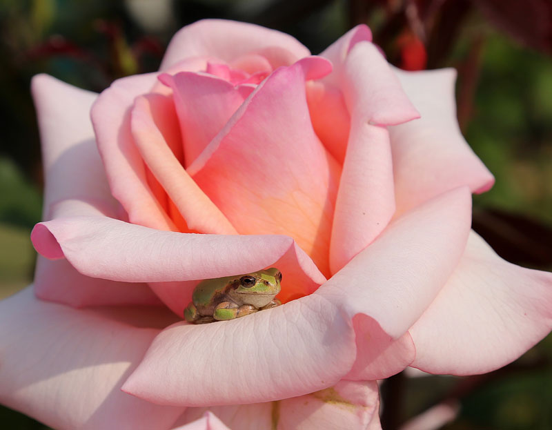 tiny-frog-hiding-in-a-rose