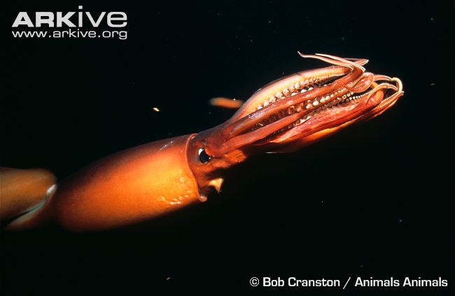 Humboldt-squid-flashing-red