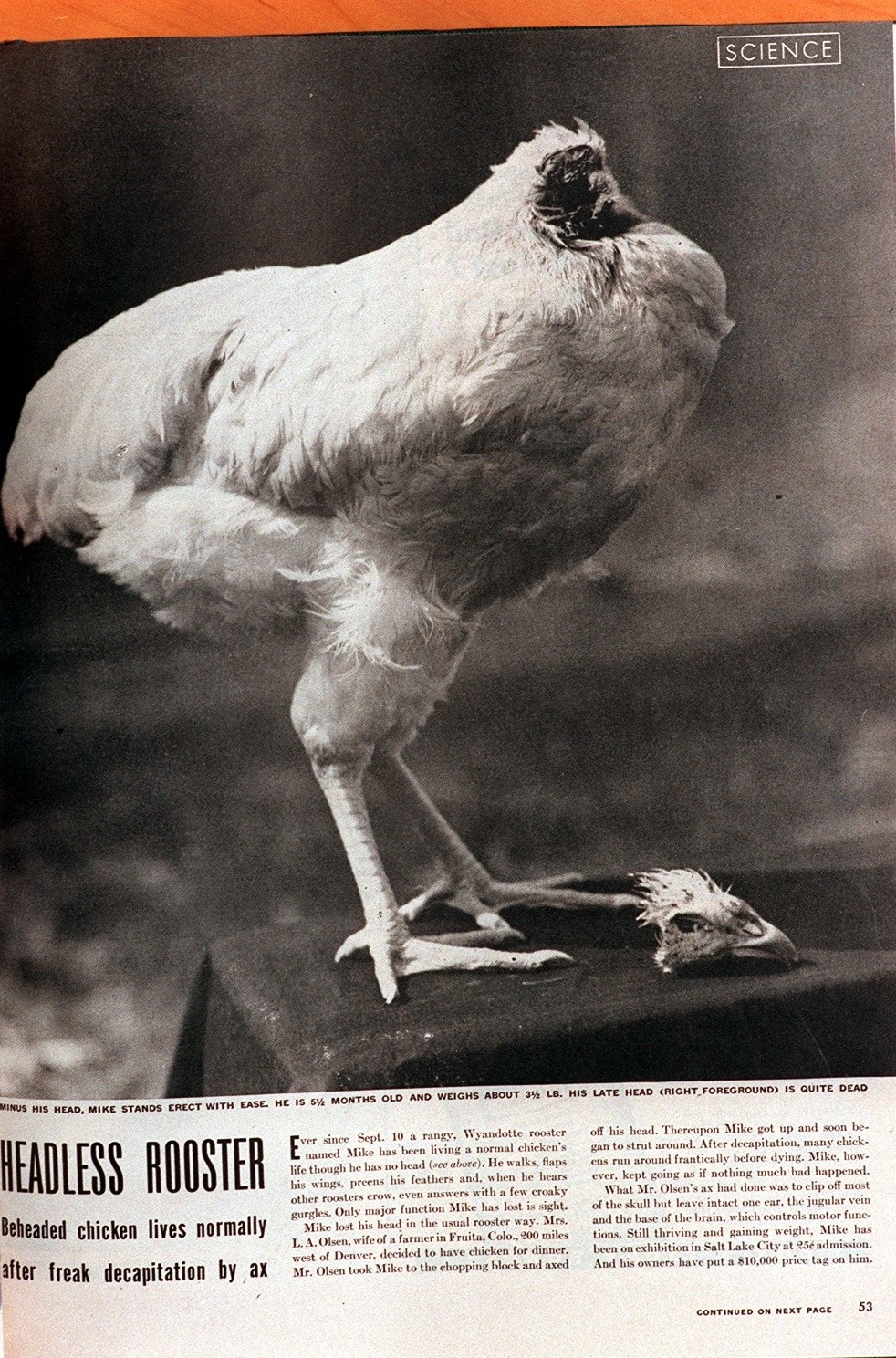 'Mike' the headless chicken. Copy photo from Life Magazine. (Photo By Brian Brainerd/The Denver Post via Getty Images)