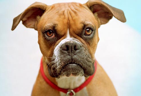 getty_rm_photo_of_boxer_dog_looking_at_camera